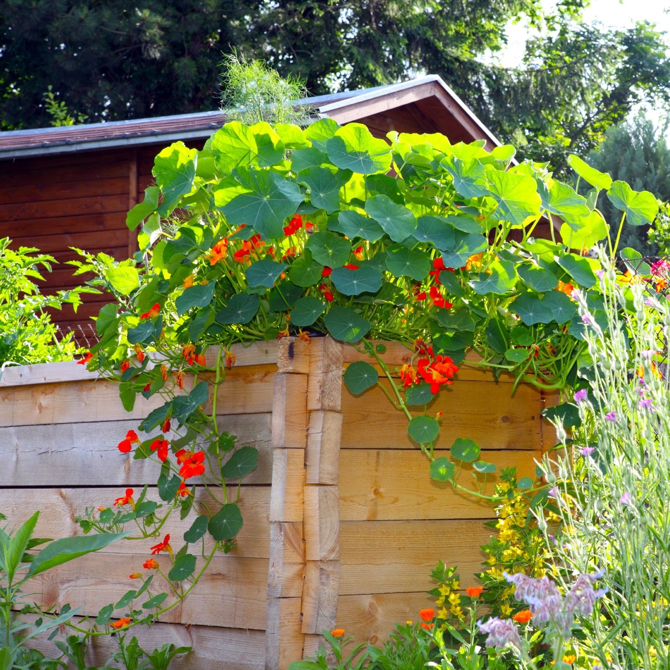 Plante i plantekassen