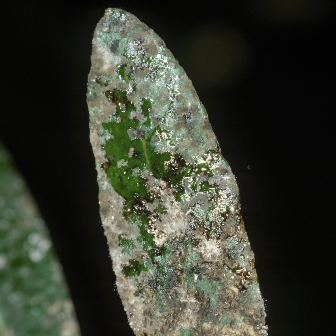 Blattläuse befallen sowohl die Ober- wie Unterseite von Blättern
