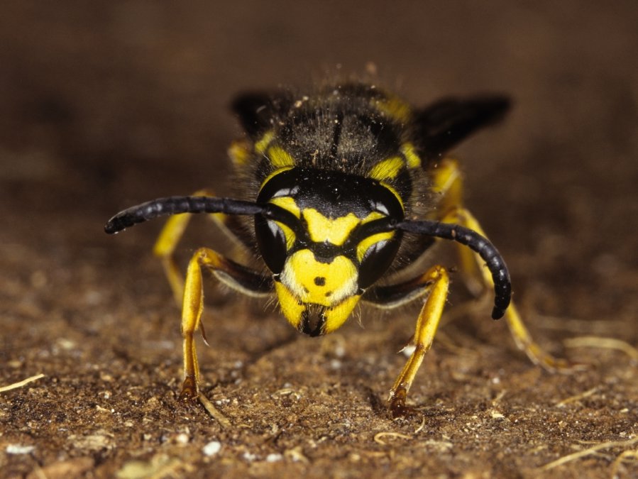 tyskveps (vespula germanica)