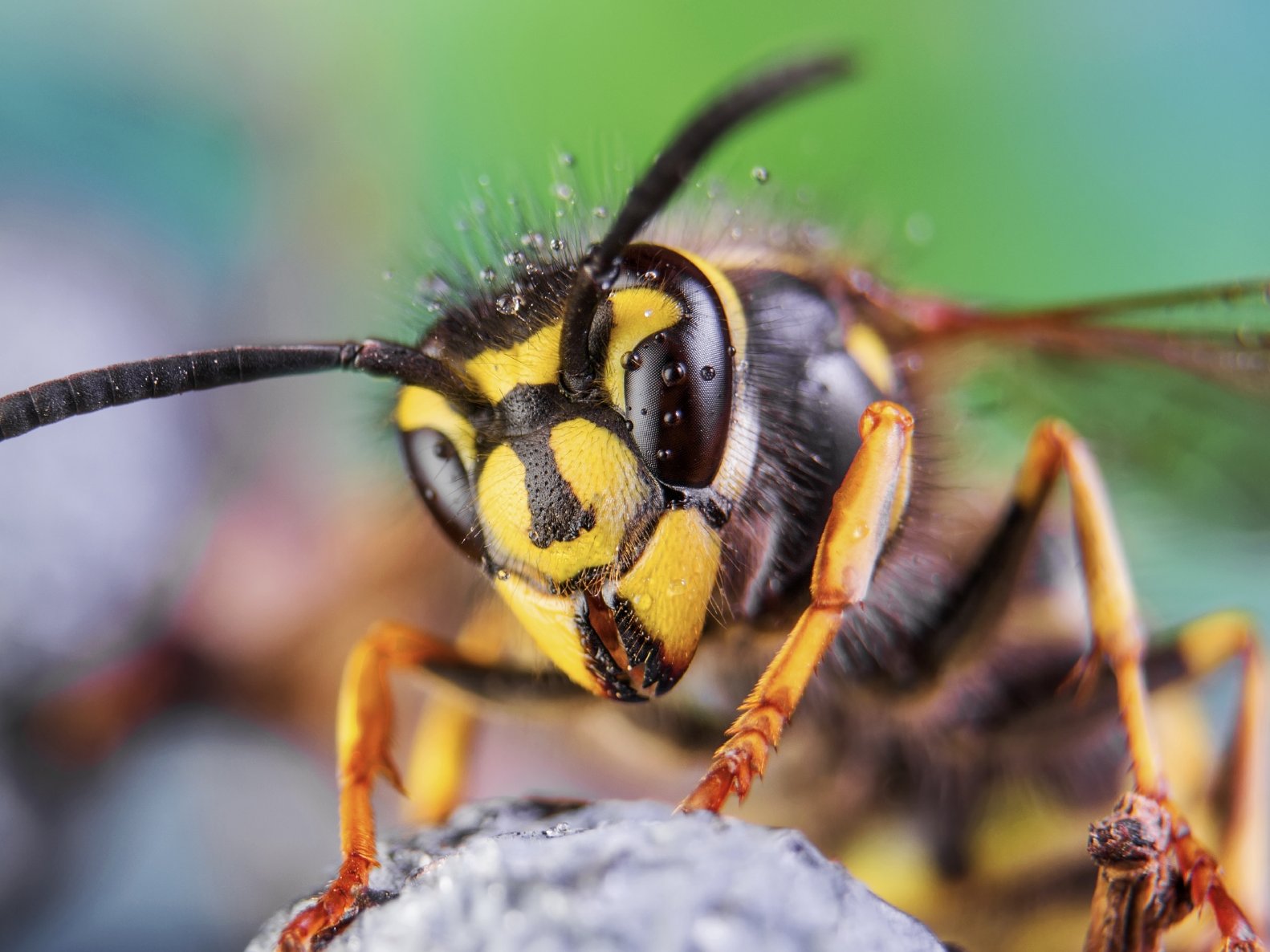 Jordveps (vespula vulgaris) 