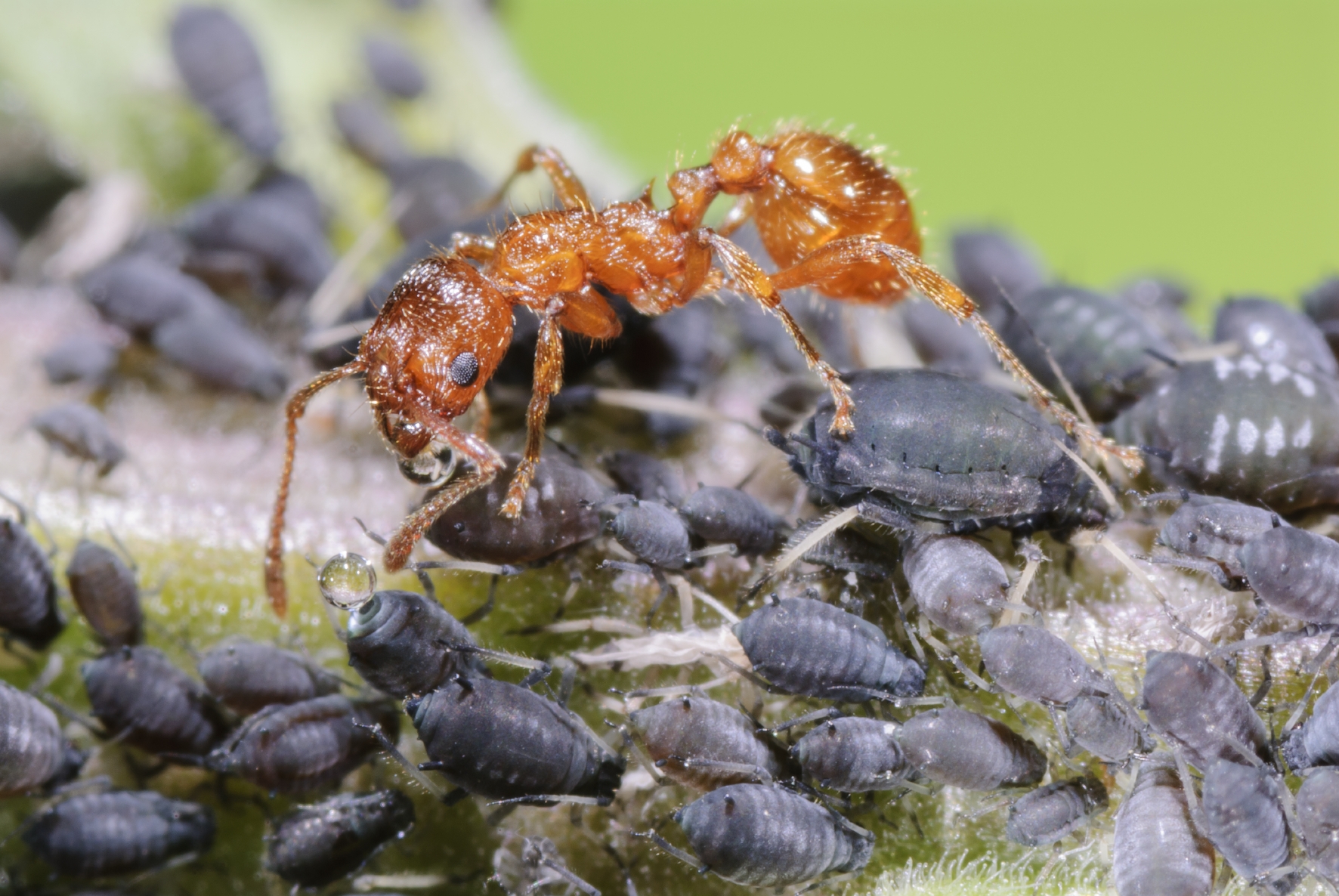 Ameisen sind für den Pflanzenschutz im Garten nicht vorteilhaft