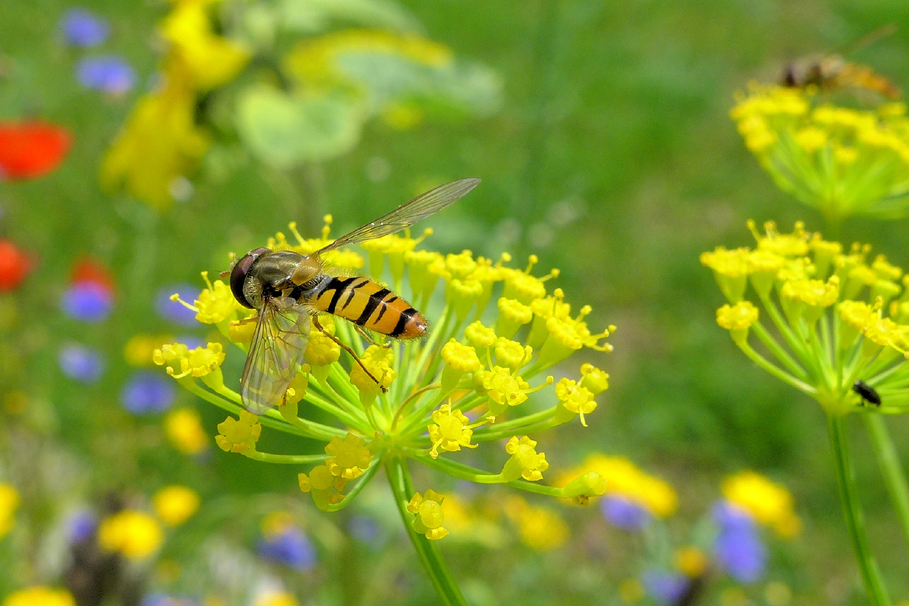 Die Schwebfliege ist der natürlich Feind der Blattlaus