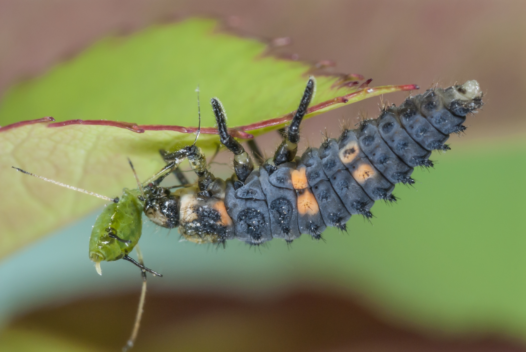 Siebenpunkt-Marienkäfer sind natürlich Feinde der Blattlaus