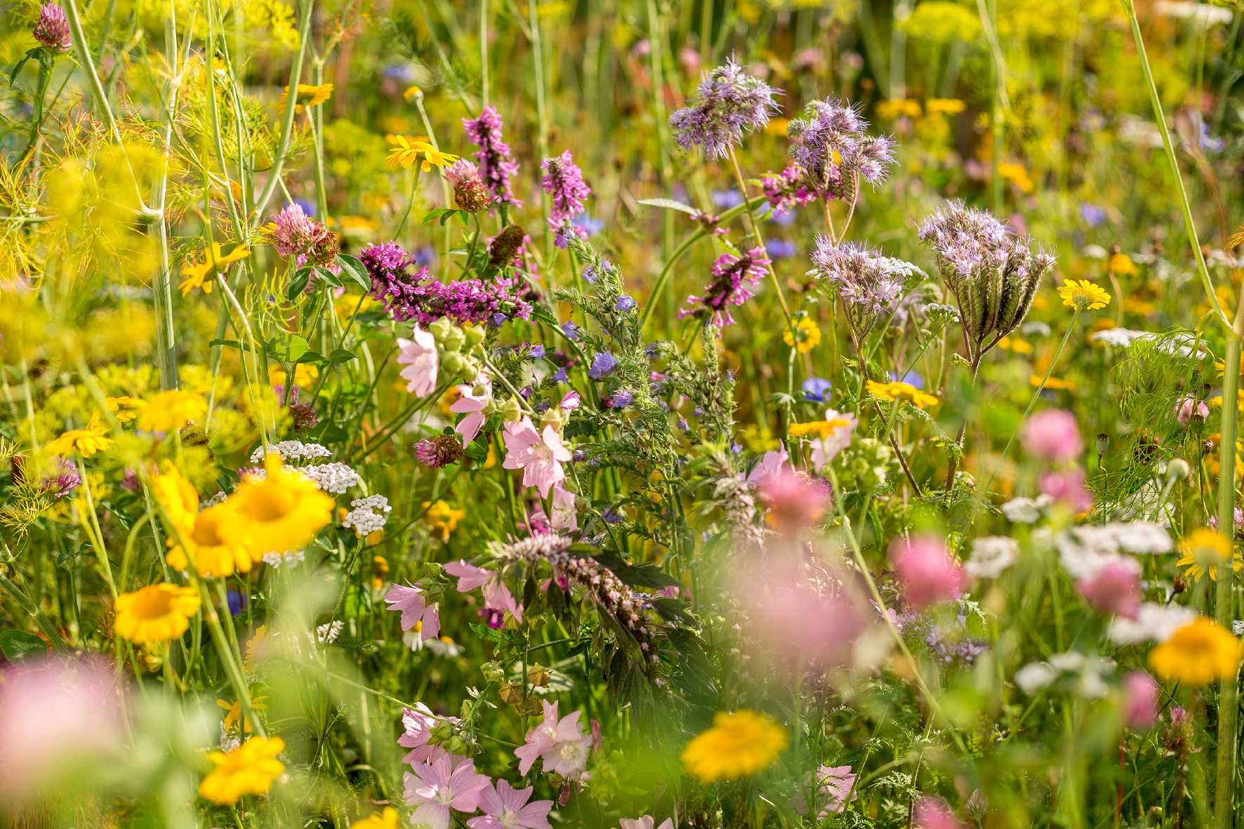 Saatgut-Mischung WildgärtnerFreude Bienengarten von Neudorff